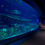 Texas State Aquarium - Interior - Shark Tank